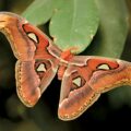 Most Magnificent Moths - Natural Science for Kids