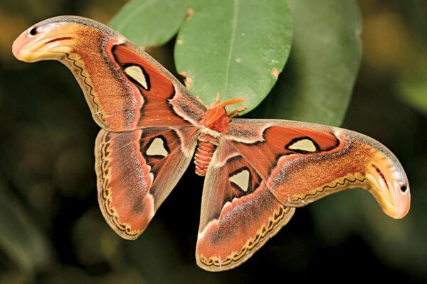 Most Magnificent Moths