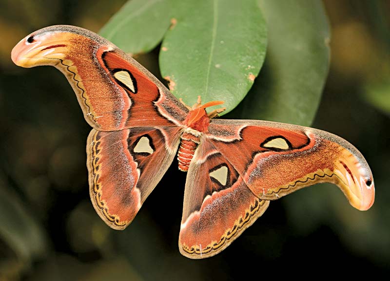 Most Magnificent Moths