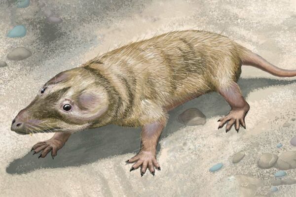 World’s Earliest Known Mammal Identified