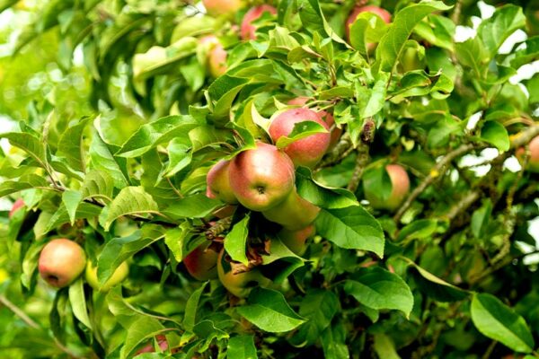 National Fruit: Apple