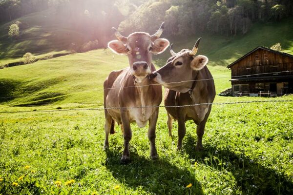 National Animal: Cow