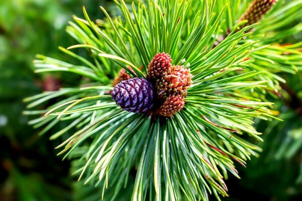 National Tree: Pinus cembra or Swiss tree