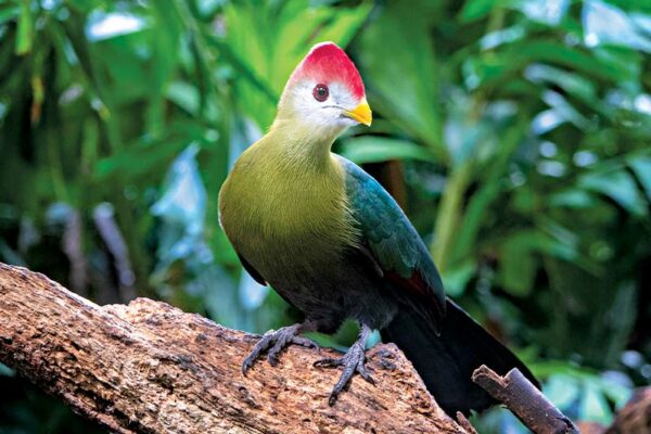 National Bird: Turaco