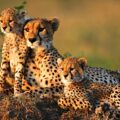 Cheetahs Arrive in India 
