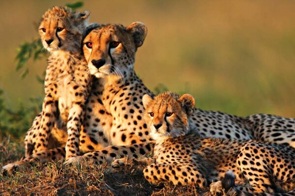 Cheetahs Arrive in India 