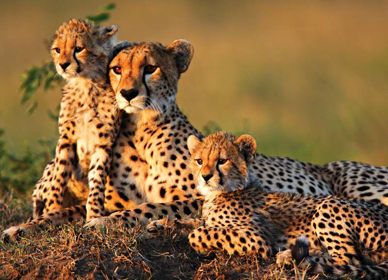 Cheetahs Arrive in India 