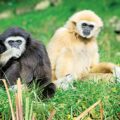 Gibbon Species Going Extinct in the Wild - Environment News for Kids