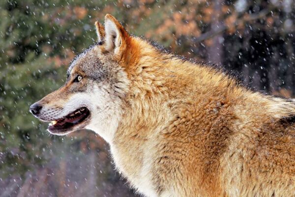 National Animal: Italian wolf