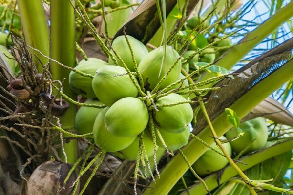 State Tree: Coconut palm