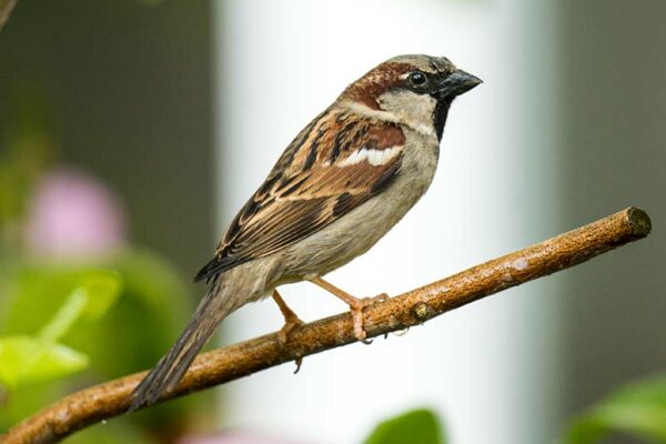 National Bird: Italian sparrow