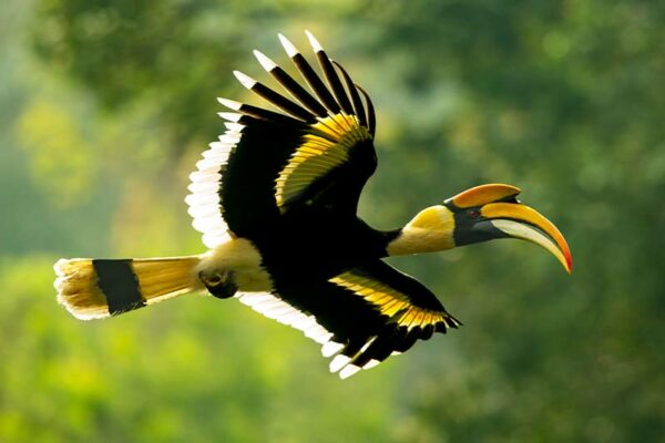 State Bird: Black-necked crane