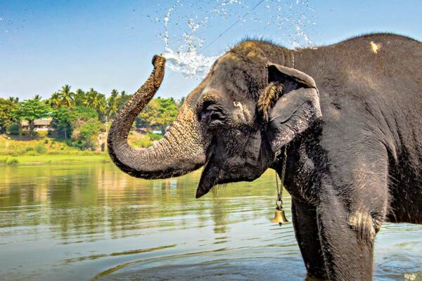 State Animal: Indian elephant