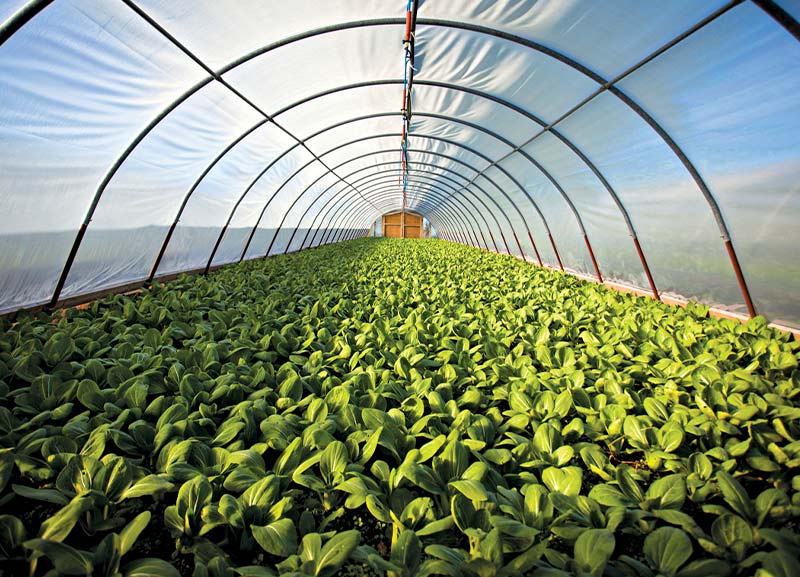 Organic Farming in Colleges