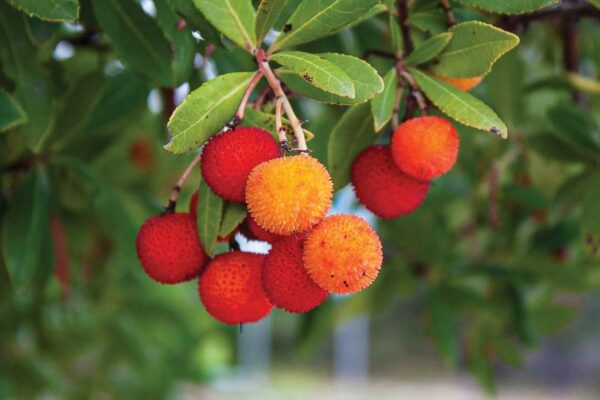 National Tree: Strawberry tree