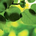 Film to Speed Up Plant Growth -Science News for Kids