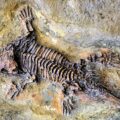 Ancient Lizard Skeleton Discovered - News for Kids