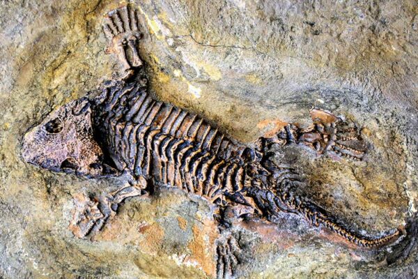 Ancient Lizard Skeleton Discovered  