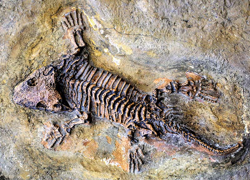 Ancient Lizard Skeleton Discovered  