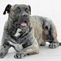 11 Dog Breeds Banned - News for Kids