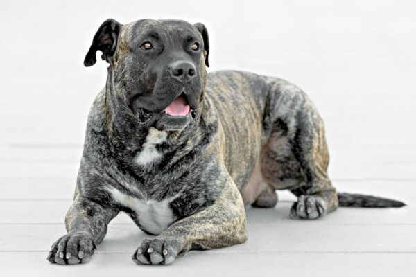 11 Dog Breeds Banned 