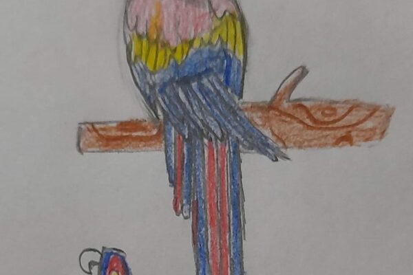 Macaw