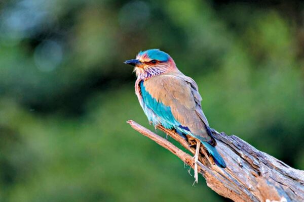 State Bird: Indian roller