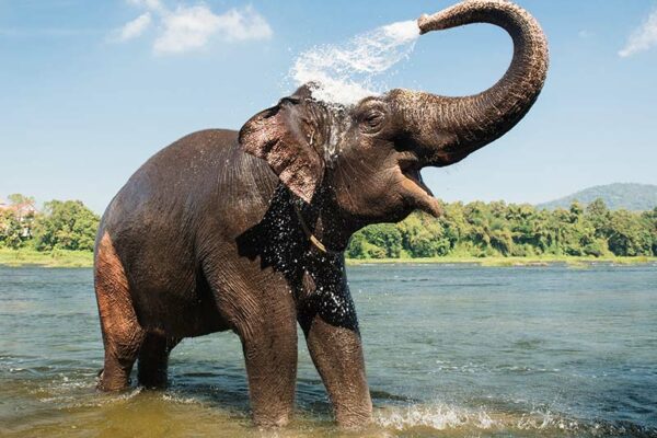 State Animal: Indian elephant