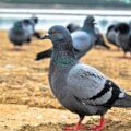 Pigeons Hit with Mysterious Disease - Environment News for Kids