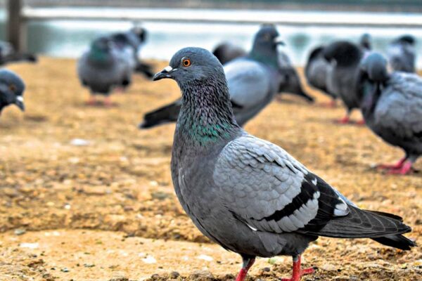 Pigeons Hit with Mysterious Disease 