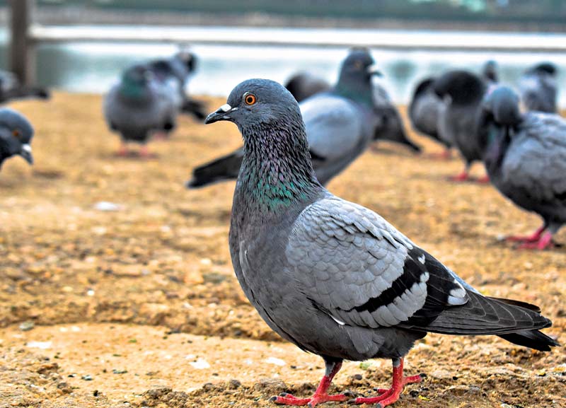 Pigeons Hit with Mysterious Disease