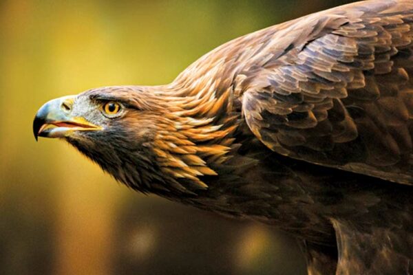 National Bird: Golden eagle