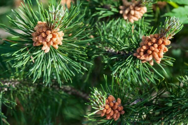 National Tree: Scots pine