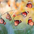 Butterfly Park - News for Kids