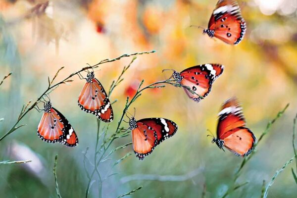 Butterfly Park on Campus 