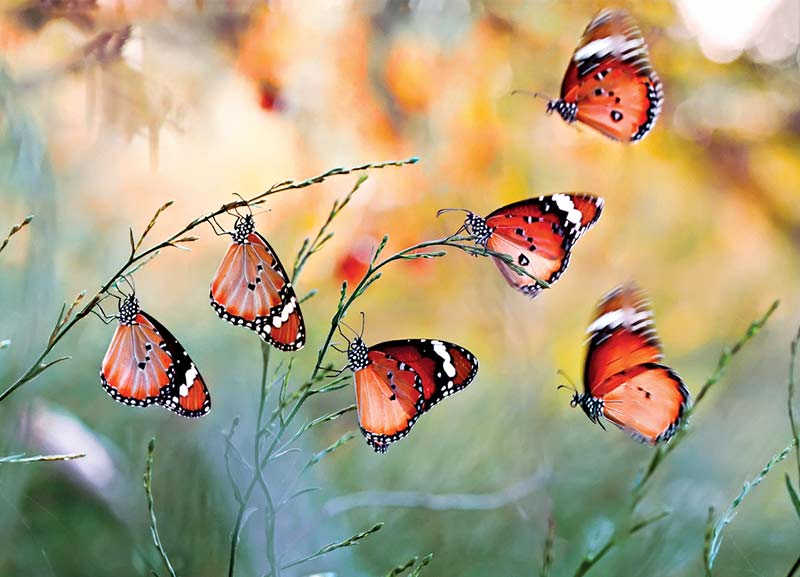 Butterfly Park on Campus 