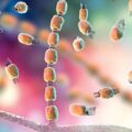 Spread of Fungal Infections - Environmental News for Kids