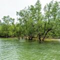 Mangroves Threatened - Environmental News for Kids