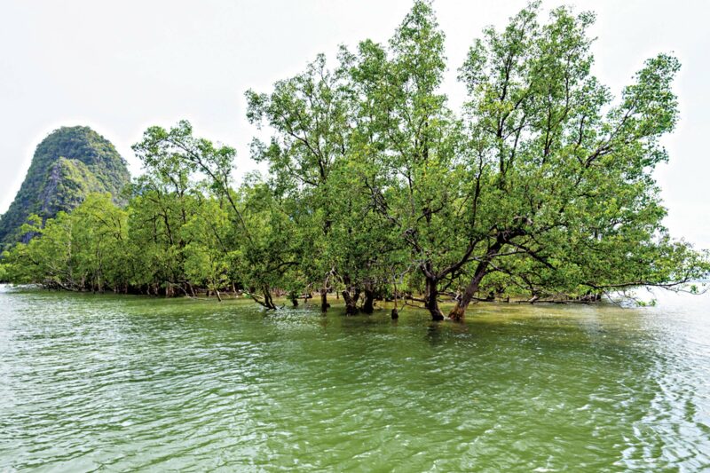 Mangroves Threatened 