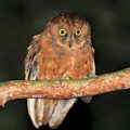 New Species of Owl Found - Environment News for Kids