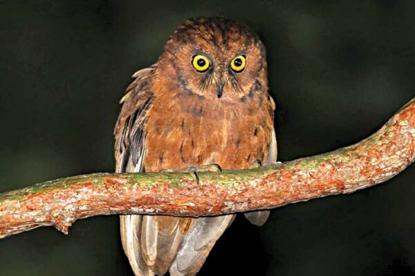 New Species of Owl Found  