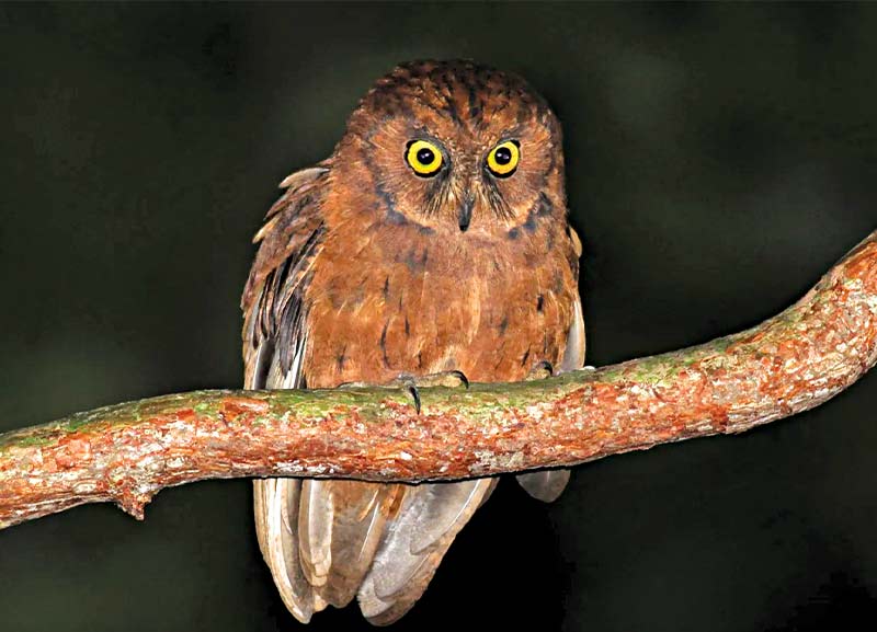 New Species of Owl Found  