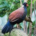Rediscovery of Rare Bird- Environmental News for Kids