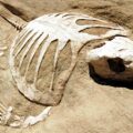 Fossil of Huge Turtle Discovered - News for Kids