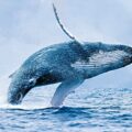 Whales at Risk - Environment News for Kids