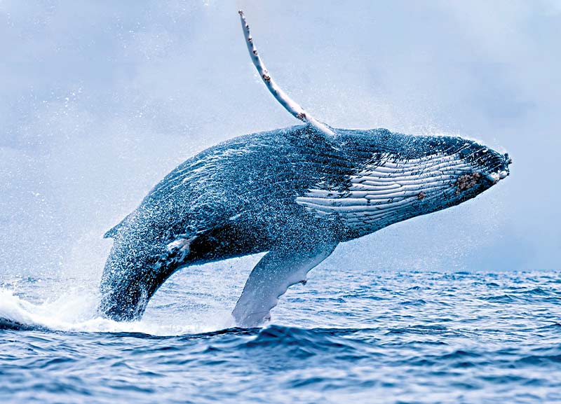 Whales at Risk