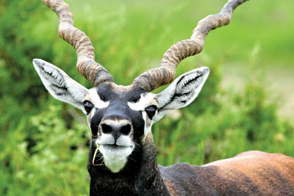 State Animal: Blackbuck