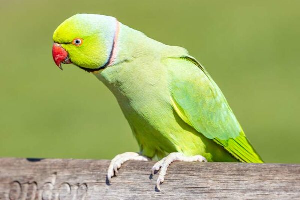 State Bird: Rose-ringed parakeet