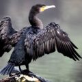 Diving Birds in Danger - Environmental News for Kids