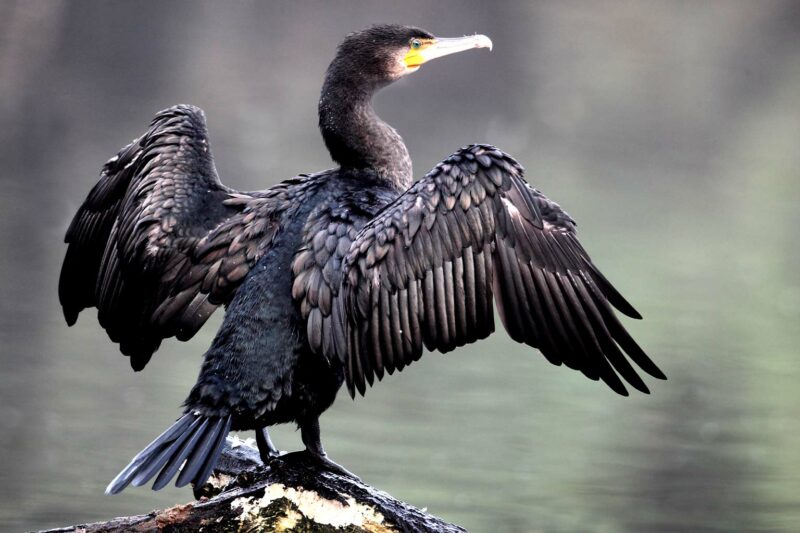 Diving Birds in Danger